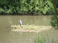 27. Juni 2015 - Am Lindenbachsee in Stgt-Weilimdorf